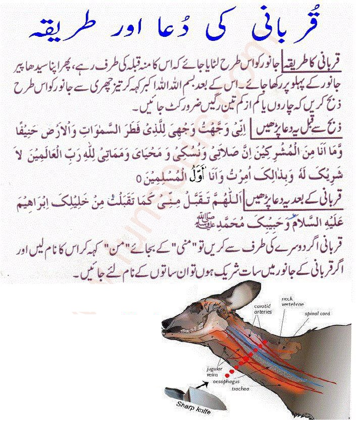 Qurbani Ki Dua Or Tarika - Dua for Slaughtering/Sacrificing an Animal