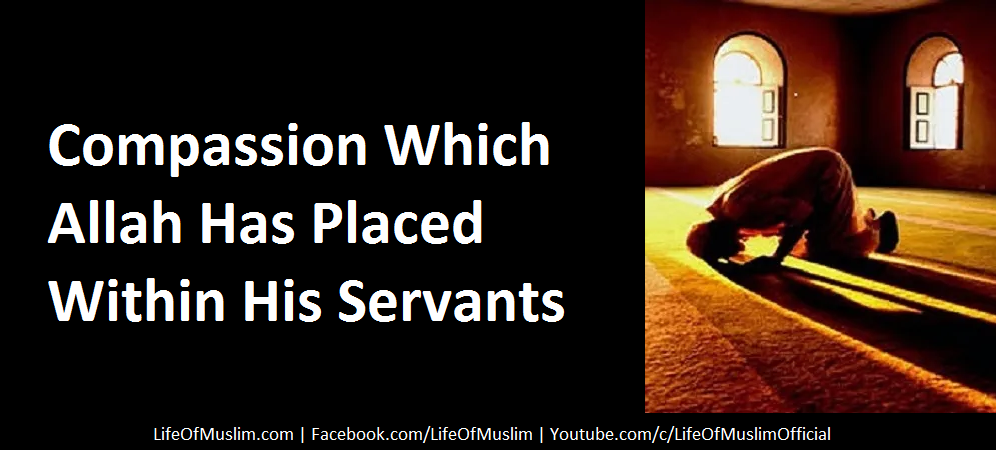 Compassion Which Allah Has Placed Within His Servants